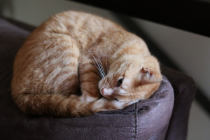 谁能问鼎荣耀橄榄球明星赛巅峰对决，球迷们已按捺不住！