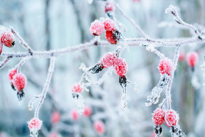 MLS赛场惊喜不断,这粒进球让所有人都拍案叫绝!